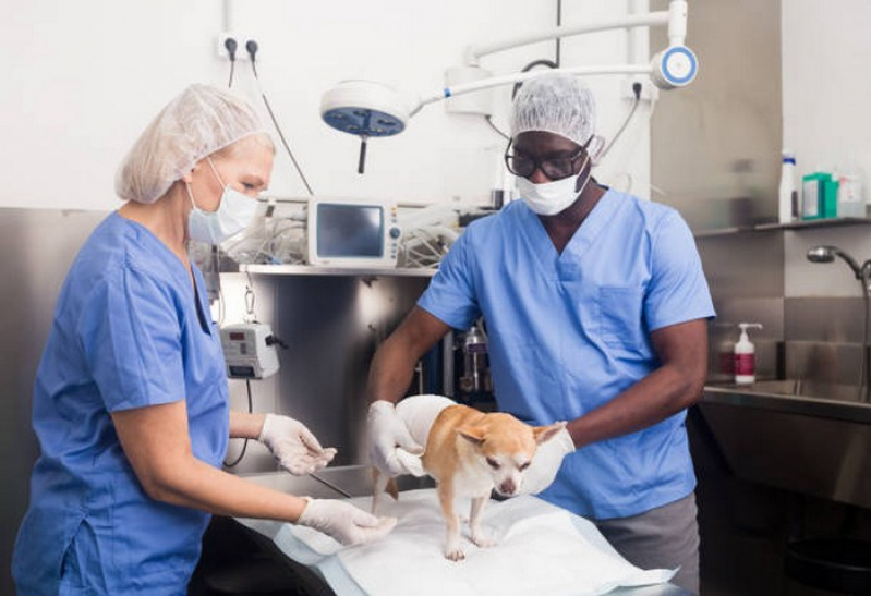 Onde Fazer Cirurgias para Animais Bela Vista de Goiás - Cirurgia Ortopédica Veterinária