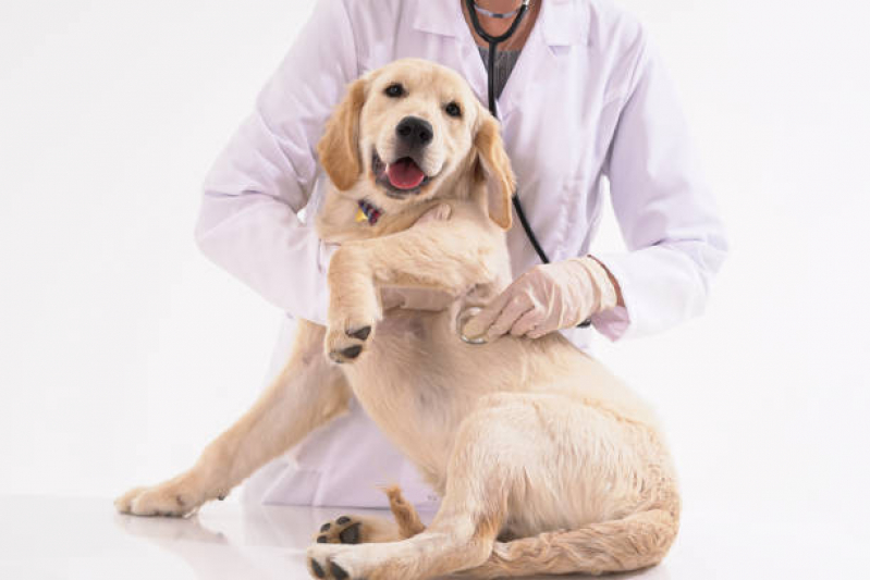 Onde Fazer Eletrocardiograma para Cachorro Boa Vista - Eletrocardiograma Pet