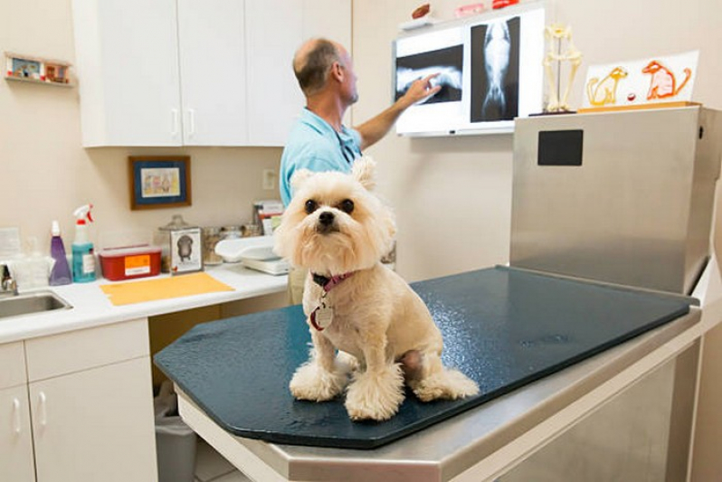 Onde Fazer Raio X de Cachorro Goiânia - Rx Veterinario