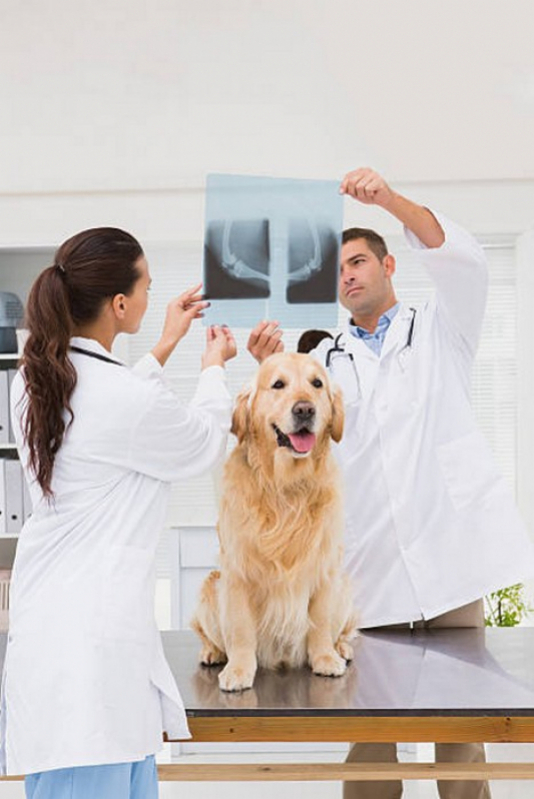 Onde Marcar Check Up Veterinário em Animais Domésticos Fátima - Check Up Veterinário para Cães