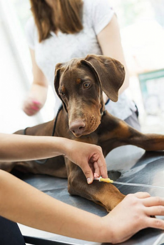 Onde Marcar Check Up Veterinário para Animais de Estimação Lajeado - Check Up Veterinário em Cachorros