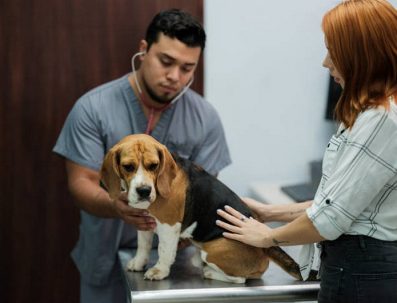 Onde Marcar Check Up Veterinário para Cachorros Águas Lindas de Goiás - Check Up Veterinário Próximo