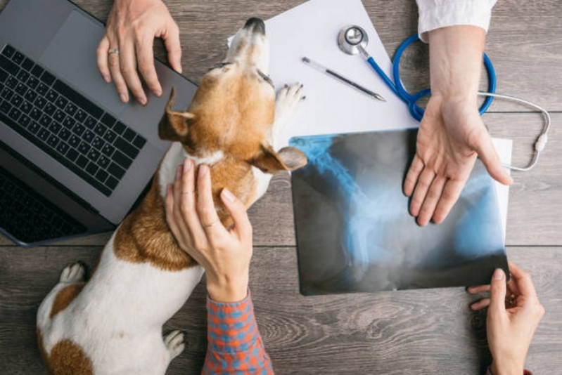 Onde Marcar Check Up Veterinário para Cães e Gatos Cristalina - Check Up Veterinário para Animais de Estimação