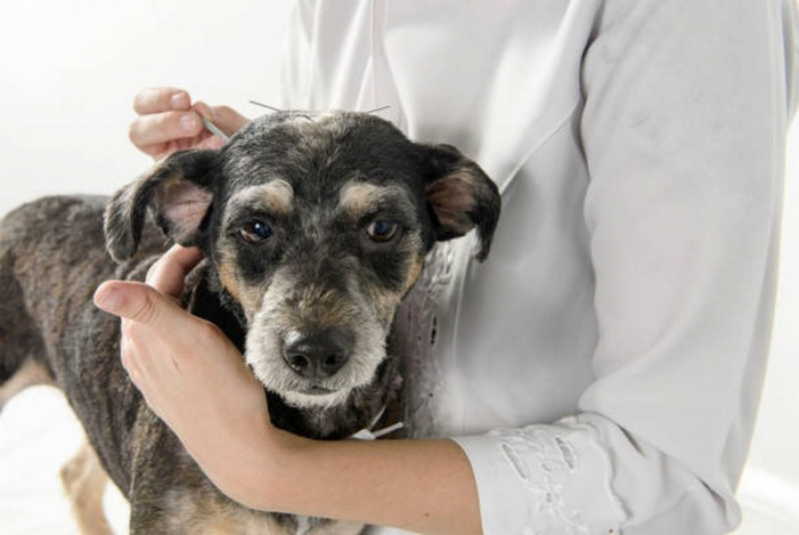 Onde Marcar Check Up Veterinário por Perto Fercal - Check Up Veterinário para Cães e Gatos