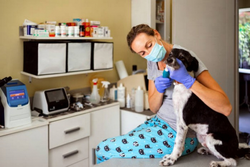 Onde Marcar Veterinária de Cachorro Formosa - Veterinário para Cachorro e Gato