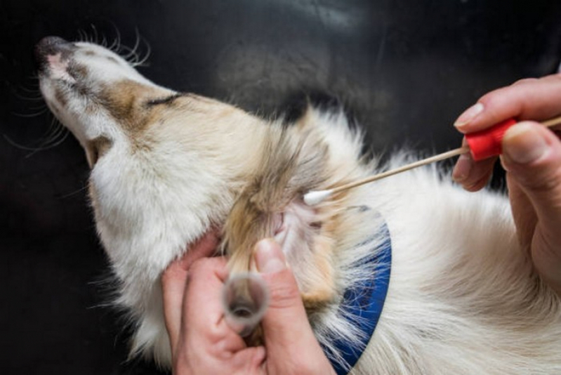 Onde Tem Dermatologista para Animais Paracatú - Dermatologia em Caes e Gatos