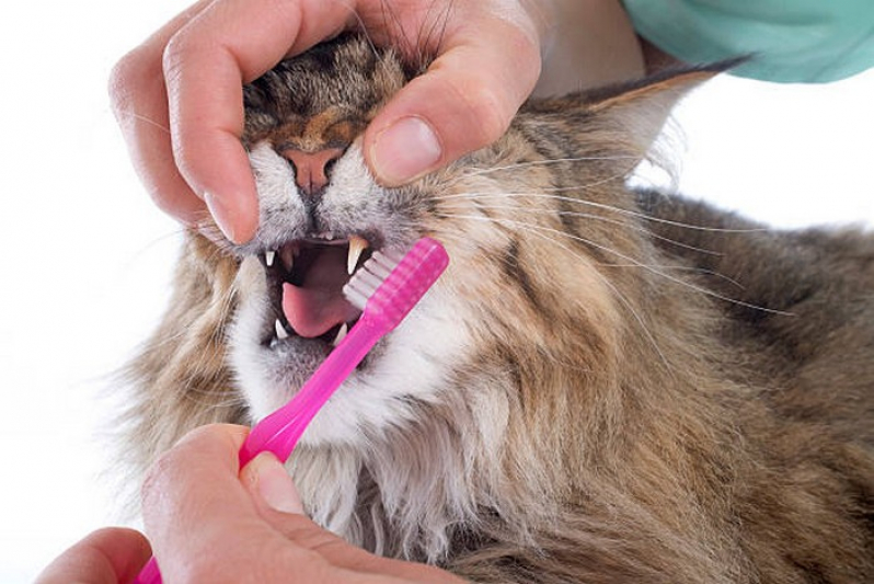 Onde Tem Odonto Animal SIA - Odontologia Felina