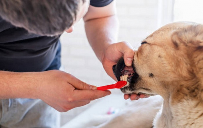 Onde Tem Odontologia Animal Novo Gama - Odontologia para Cachorro