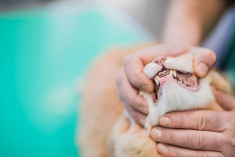 Onde Tem Odontologia de Pequenos Animais Pirenópolis - Odontologia Felina