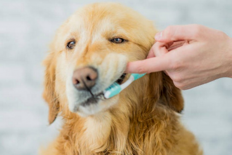 Onde Tem Odontologia para Cachorro Riacho Fundo II - Odonto Animal