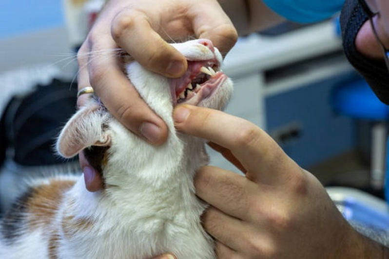 Onde Tem Odontologia para Gatos Goiás - Odontologia para Cachorro