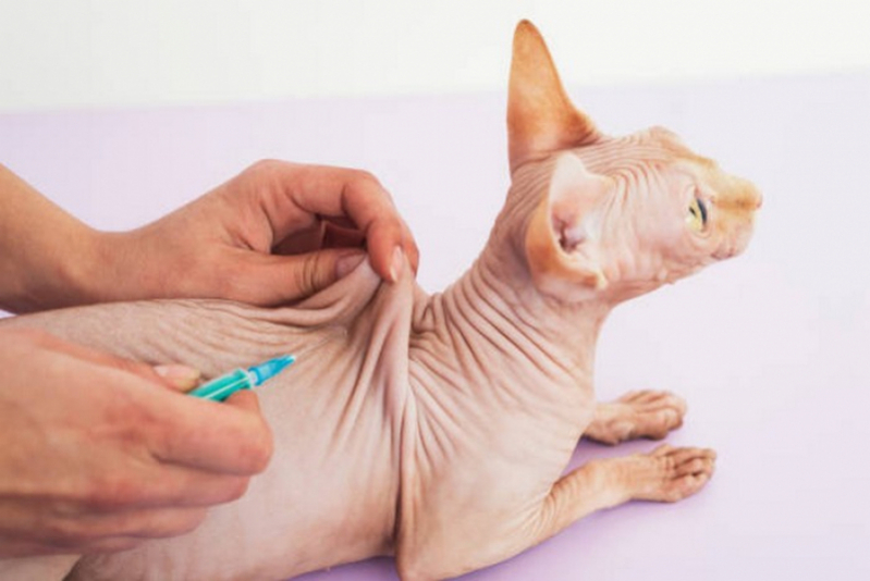 Onde Tem Vacina Antirrábica para Gatos Pirinópolis - Vacina V5 para Gatos