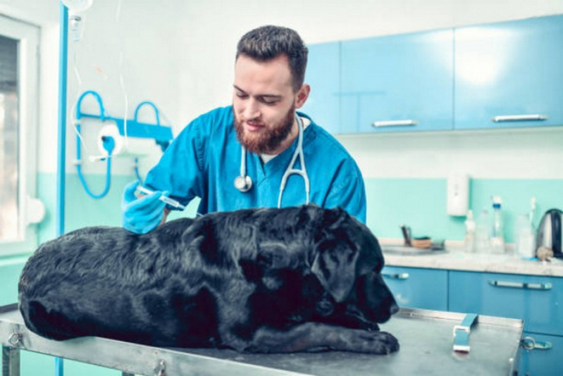 Onde Tem Vacina de Cachorro São Sebastião - Vacina Importada para Cachorro