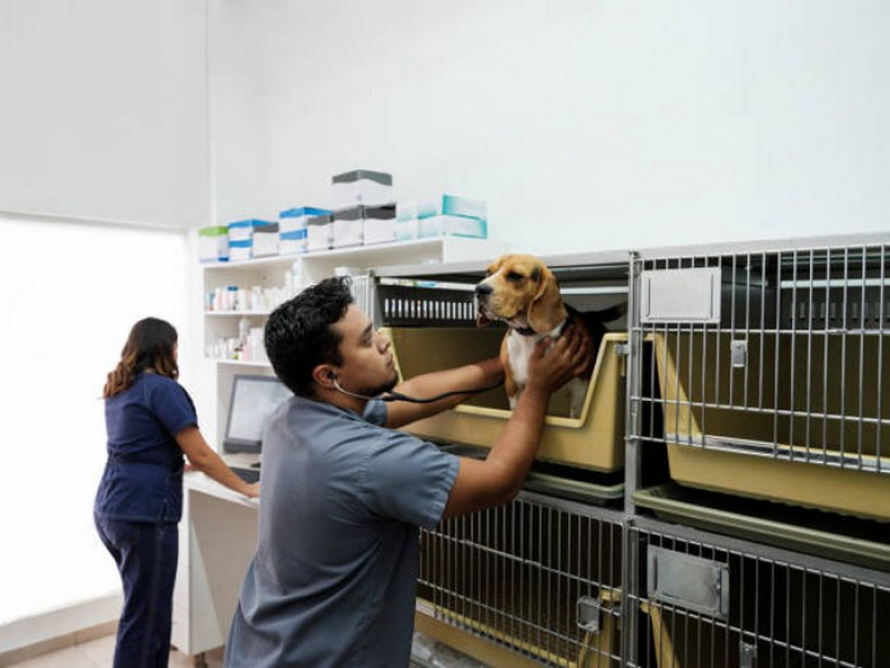 Onde Tem Vacina de Gripe para Cachorro Gama - Vacina de Cachorro