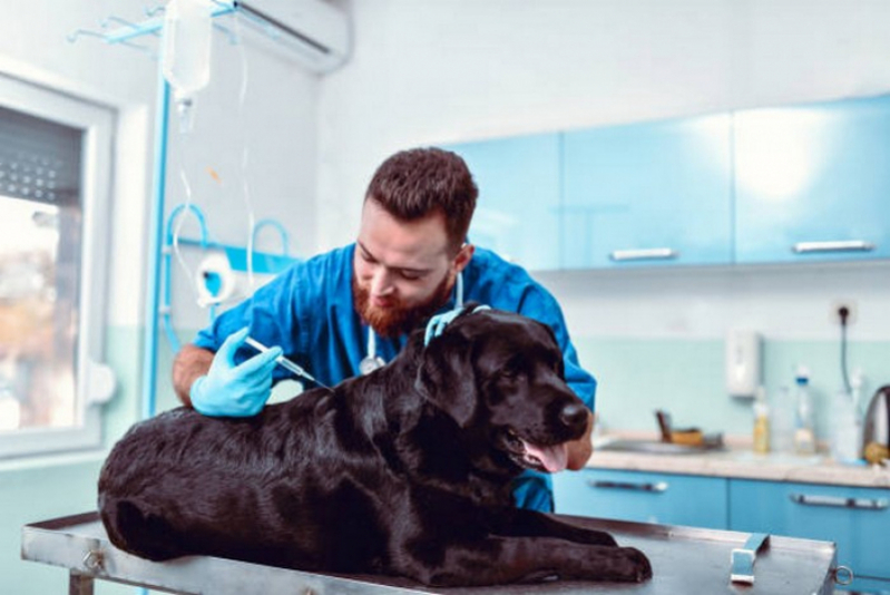 Onde Tem Vacina para Filhote de Cachorro Palmas - Vacina Polivalente Cachorro