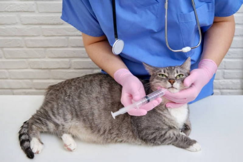 Onde Tem Vacina V10 Gatos Paracatú - Vacina Polivalente Gatos