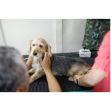 acupuntura em animais clínica Brasília