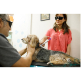acupuntura em caes e gatos clínica Samambaia
