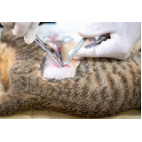 acupuntura em gatos clínica Monte do Carmo