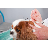 acupuntura para cachorro Cristalina