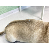 acupuntura para cães agendar Gameleira