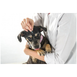 acupuntura para cães clínica Samambaia
