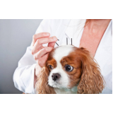 acupuntura para cães Gama