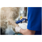 agendamento de check up veterinário para animais de estimação Cidade Ocidental