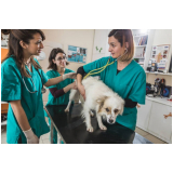 agendamento de check up veterinário para cães Riacho Fundo I