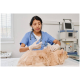 agendamento de ultrassom veterinária Pugmil