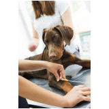 agendamento de ultrassonografia em cachorro Samambaia