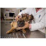 aplicação de vacina contra leptospirose para cães Lajeado