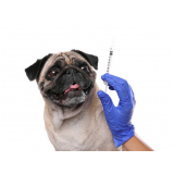 aplicação de vacina da raiva para cachorro Santa Maria