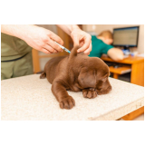 aplicação de vacina de cachorro Fercal