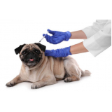 aplicação de vacina de raiva para cachorro Plano Piloto
