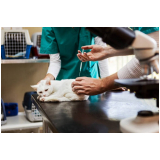 aplicação de vacina de raiva para gatos Tocantínia