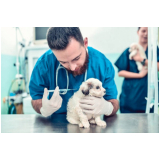 aplicação de vacina importada para cachorro Gameleira