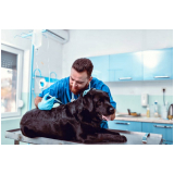 aplicação de vacina leptospirose cães Boa Vista