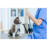 aplicação de vacina para filhote de cachorro Papuda