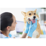 aplicação de vacina para gripe canina Lago Norte
