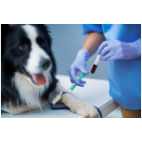 aplicação de vacina polivalente cachorro Lago Norte
