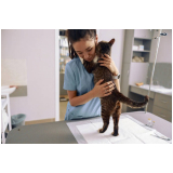 aplicação de vacina polivalente gatos Sobradinho