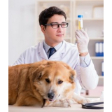 aplicação de vacina v10 para cachorro Cidade Ocidental