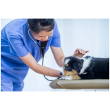 aplicação de vacinas anuais cachorro Fátima