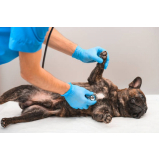 células tronco para cachorros com lesão modular marcar Candangolândia