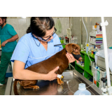 células tronco para cachorros com lesão modular Bela Vista de Goiás