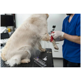 células tronco para cães com doença renal marcar Santa Maria