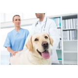 células tronco para cães com doença renal Palmas
