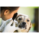 check up veterinário em animais domésticos agendar Valparaíso de Goiás