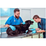 check up veterinário para animais de estimação marcar Águas Claras